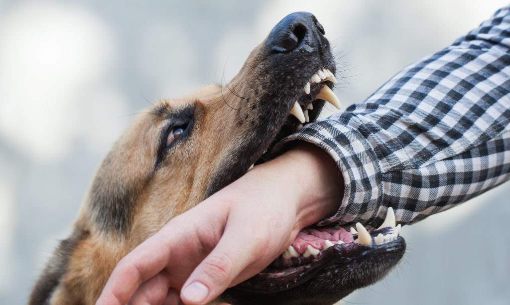 dog bite injury lawsuit attorney Florida