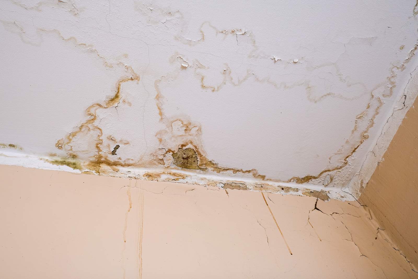 Hurricane Ian Mold Damage Attorney | Hurricane Ian Mold Damage